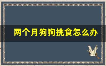 两个月狗狗挑食怎么办_两个月的小狗爱啃东西怎么办