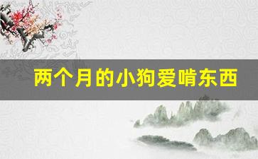 两个月的小狗爱啃东西怎么办_2个月大的狗狗可以啃骨头吗