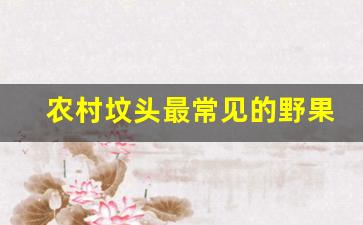 农村坟头最常见的野果_亲人坟头长的野果可以吃吗