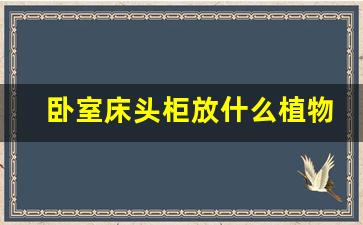 卧室床头柜放什么植物最好