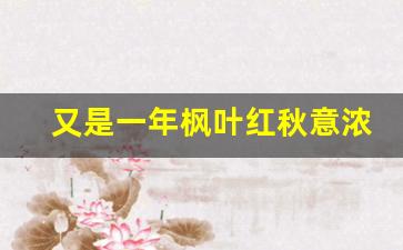 又是一年枫叶红秋意浓岁月_秋日秋月秋思浓,秋风几度枫叶红