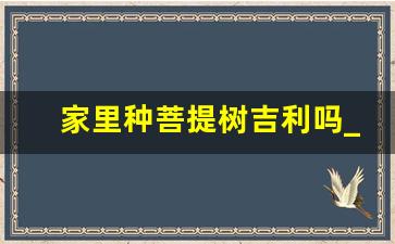 家里种菩提树吉利吗_镇宅挡煞的最厉害的花