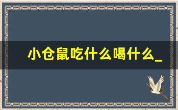 小仓鼠吃什么喝什么_小仓鼠能吃虾肉吗