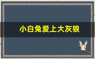 小白兔爱上大灰狼