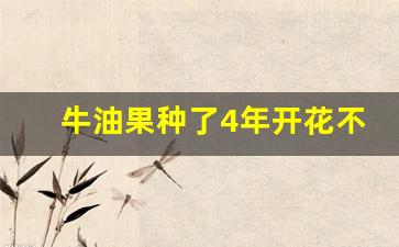 牛油果种了4年开花不结果_牛油果怎样种植让他开花结果