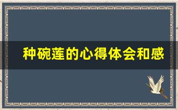 种碗莲的心得体会和感悟