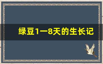 绿豆1一8天的生长记录_绿豆30天生长过程