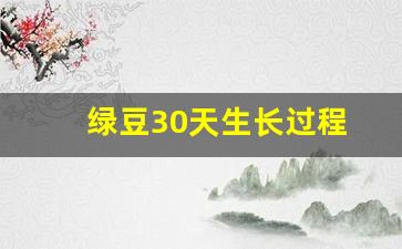 绿豆30天生长过程