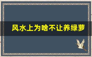 风水上为啥不让养绿萝_绿萝放客厅大忌